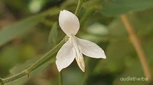 Rhinacanthus nasutus flower1.jpg